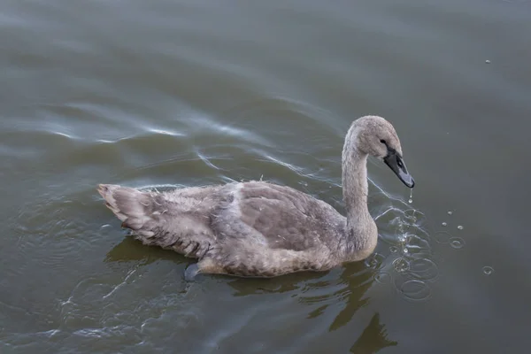 View Swan Duckling Lake — Stockfoto