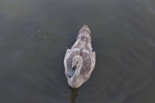 View Swan Duckling Lake — Stockfoto