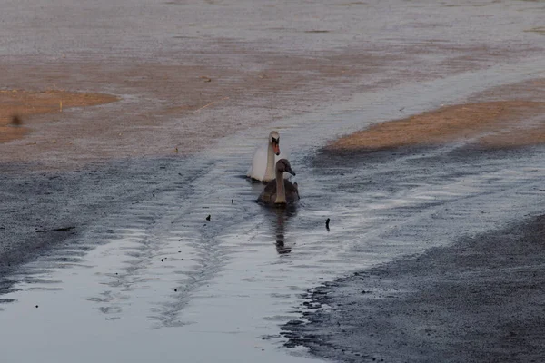 Vue Cygne Blanc Son Canard Nageant Dans Lac — Photo