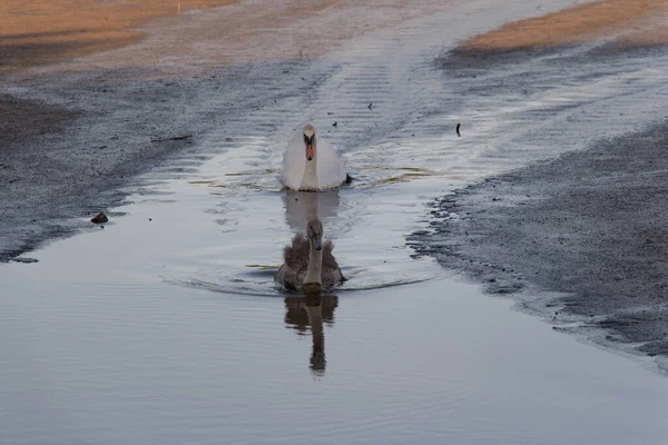 View White Swan Its Duckling Swimming Lake — Stockfoto