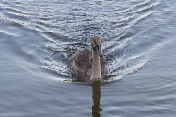 Vista Pato Cisne Lago — Foto de Stock