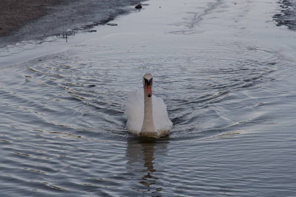 Vista Cisne Blanco Nadando Lago — Foto de Stock