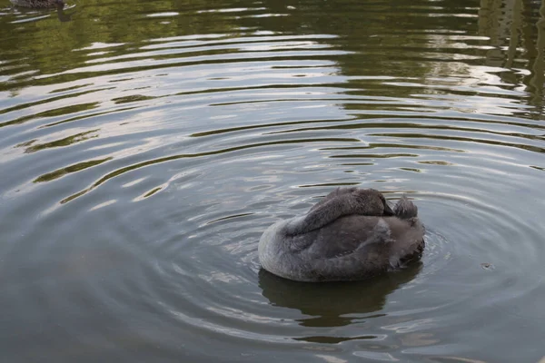 Vista Cigno Anatroccolo Che Pulisce Piume Lago — Foto Stock