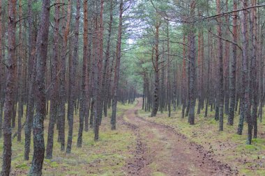 The view of a winding pathway between tree trunks in forest at Curonian Spit, Kaliningrad Oblast, Russia.