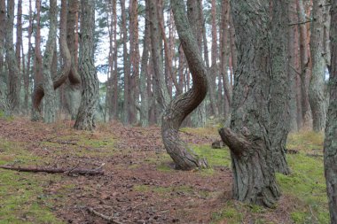 Curonian tükürüğündeki dans eden orman veya sarhoş orman manzarası, Rusya.