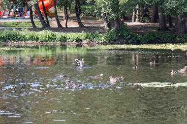 Yaz mevsiminde şehir parkında yıkanan kuşların manzarası, Zelenogradsk, Rusya.
