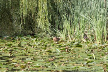 Yaz mevsiminde şehir parkındaki gölet manzarası, Zelenogradsk, Rusya.