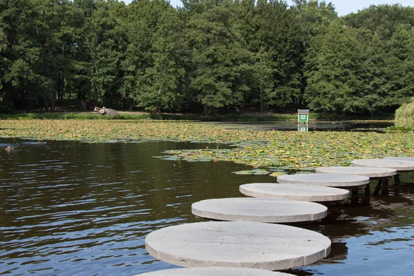 夏時間の都市公園内の池の景色 ゼレノグラスク ロシア — ストック写真