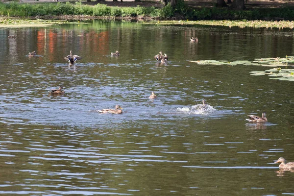 Vista Las Aves Bañándose Estanque Del Parque Ciudad Tiempo Verano — Foto de Stock