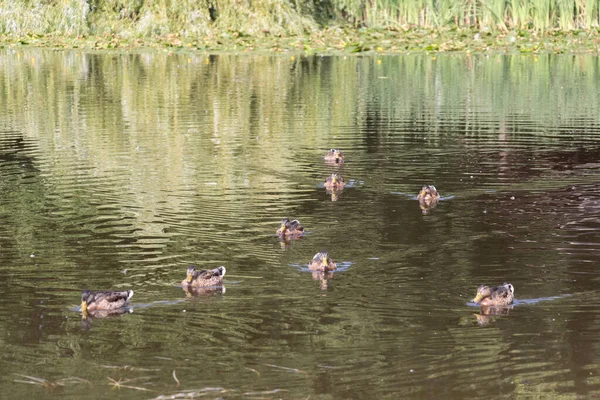 Vista Das Aves Que Tomam Banho Lagoa Parque Cidade Hora — Fotografia de Stock