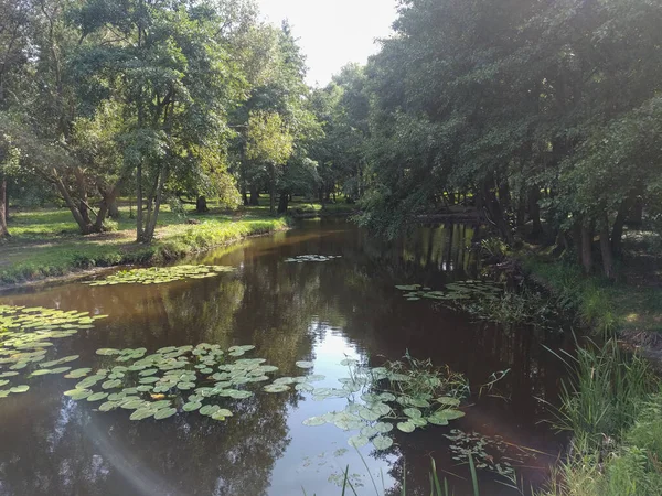 Widok Staw Parku Miejskim Okresie Letnim Zelenogradsk Rosja — Zdjęcie stockowe