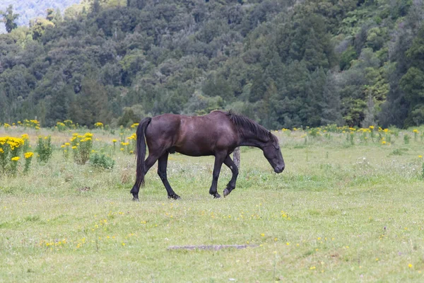 Vista Caballo Pastando Pacíficamente Prado Verde Verano — Foto de Stock