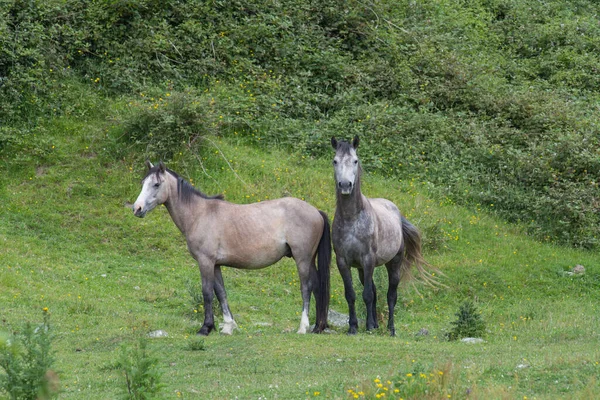 Vista Dois Cavalos Brancos Prado Verde Horário Verão — Fotografia de Stock