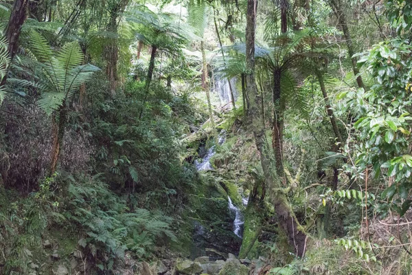 Het Uitzicht Snelle Rivier Door Bos Nieuw Zeeland — Stockfoto