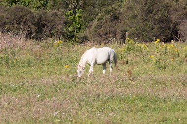 Yeşil bir çayırda huzur içinde otlayan atların manzarası.