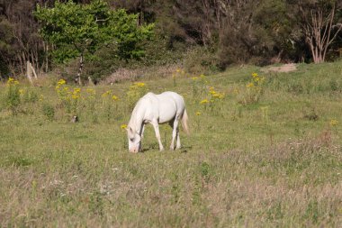 Yeşil bir çayırda huzur içinde otlayan atların manzarası.