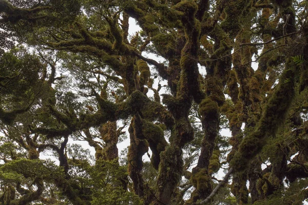 이끼로 뒤덮인 가지들의 뉴질랜드의 레베라 — 스톡 사진