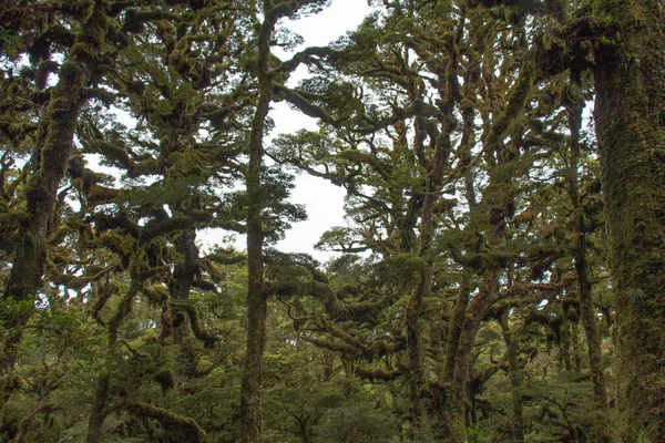 이끼로 뒤덮인 가지들의 뉴질랜드의 레베라 — 스톡 사진