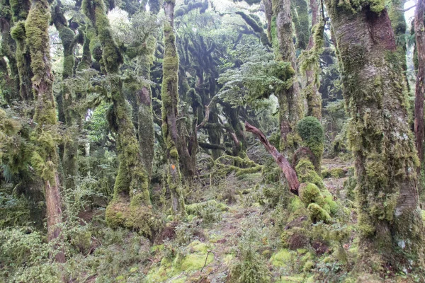 Vista Musgo Coberto Árvores Floresta Urewera National Park Nova Zelândia — Fotografia de Stock