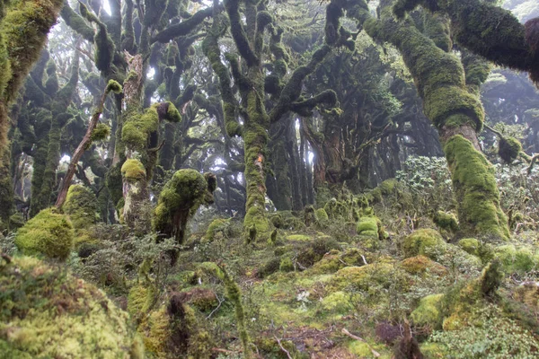 Vista Musgo Coberto Árvores Floresta Urewera National Park Nova Zelândia — Fotografia de Stock