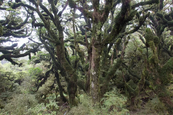 Vista Musgo Coberto Árvores Floresta Urewera National Park Nova Zelândia — Fotografia de Stock