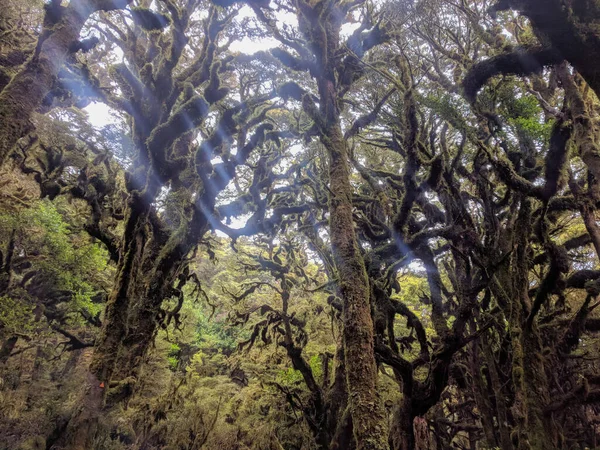 의나무들을 이끼의 뉴질랜드의 레베라 — 스톡 사진