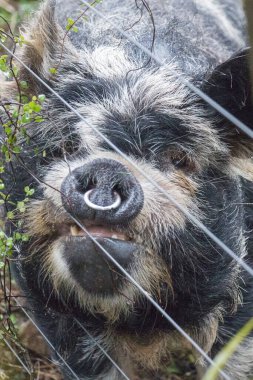 Çitin arkasındaki dişi Kunekune domuzu manzarası.