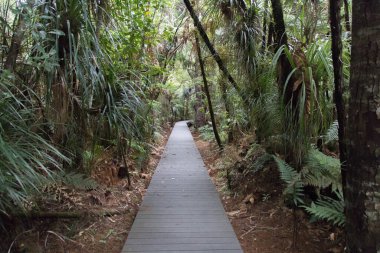 Yeni Zelanda 'daki çalılıklar arasındaki tahta yol manzarası..