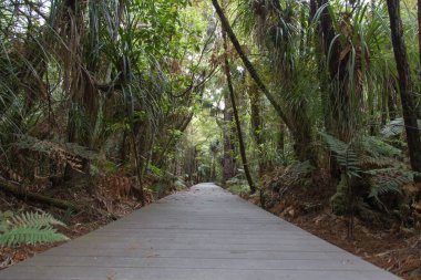Yeni Zelanda 'daki çalılıklar arasındaki tahta yol manzarası..