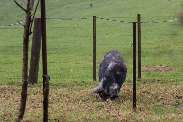 Vista Fêmea Kunekune Porco Campo Verde Nova Zelândia — Fotografia de Stock