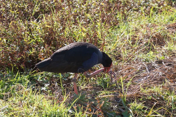 Vue Swamphen Pourpre Pukeko Oiseau Originaire Nouvelle Zélande Sur Herbe — Photo