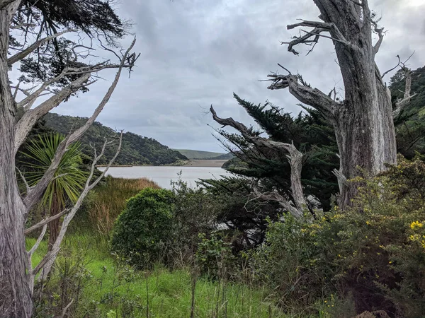 Vista Del Tee Tronco Witth Lago Wainamu Background Nuova Zelanda — Foto Stock