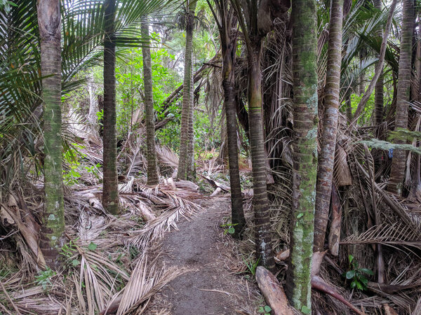 The view of hiking path between silver fern around lake Wainamu, New Zealand.