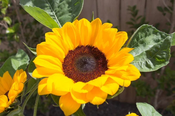 Kilátás Sárga Dekoratív Napraforgó Bimbó Napfényben Virágzó Virágok — Stock Fotó