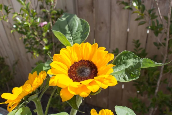 Vue Bourgeon Tournesol Décoratif Jaune Lumière Soleil Fleurs Fleurs — Photo