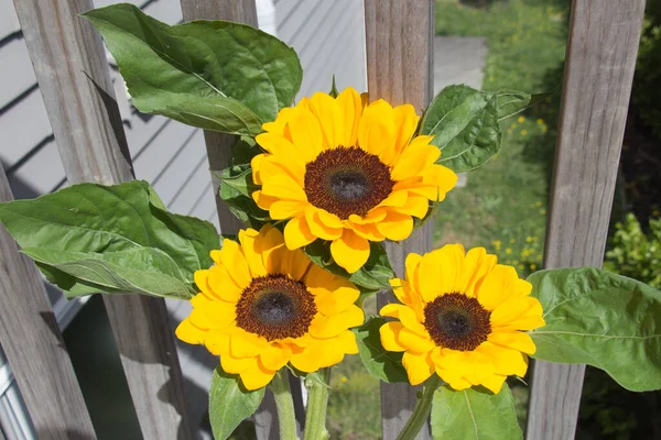 Vue Bouquet Tournesols Décoratifs Jaunes Avec Clôture Bois Sur Fond — Photo