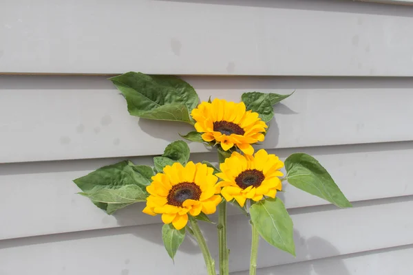 Widok Żółtego Dekoracyjnego Bukietu Słoneczników Świetle Słonecznym Kwitnące Kwiaty — Zdjęcie stockowe