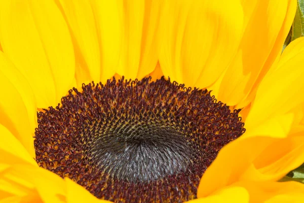 Close View Yellow Decorative Sunflower Bud Blooming Flowers — Stock Photo, Image