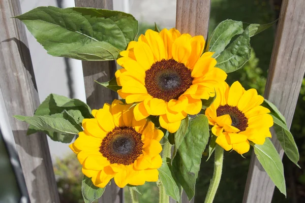 Vue Bouquet Tournesols Décoratifs Jaunes Avec Clôture Bois Sur Fond — Photo