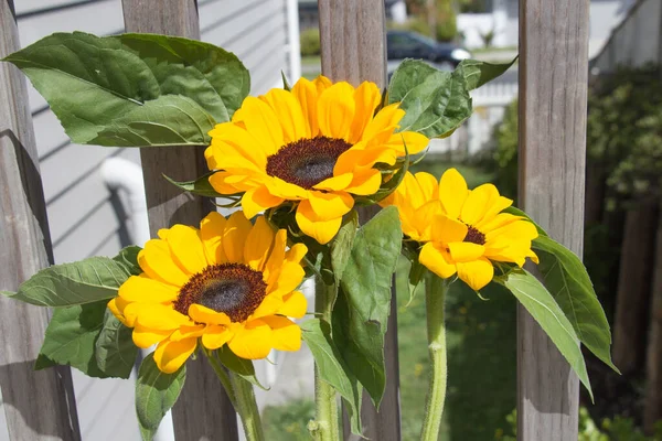 背景に木製の柵を持つ黄色の装飾ひまわり花束の眺め — ストック写真