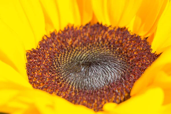 Close View Yellow Decorative Sunflower Bud Blooming Flowers — Stock Photo, Image