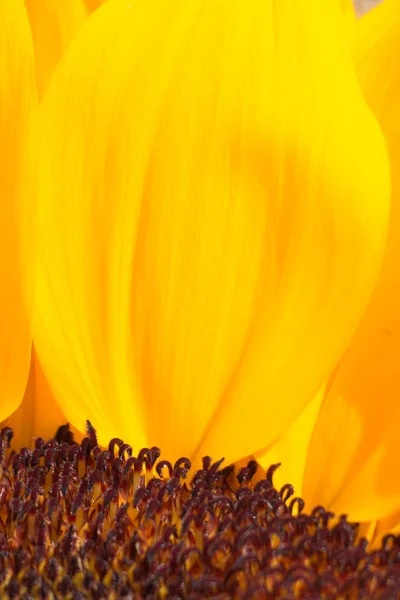 Sonnenblumenkerne Und Blütenblätter Aus Nächster Nähe — Stockfoto