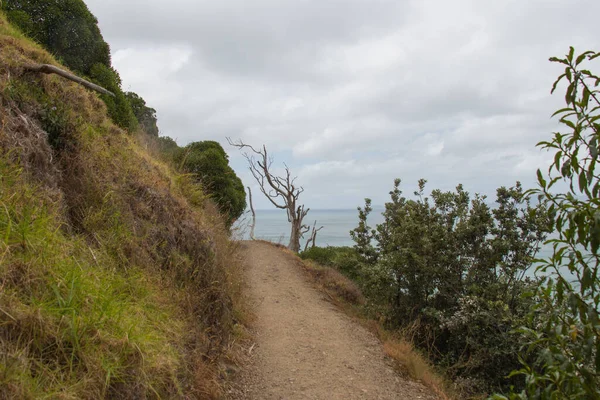 Vista Sentiero Albero Secco Sullo Sfondo Mangawhai Cliffs Percorso Piedi — Foto Stock