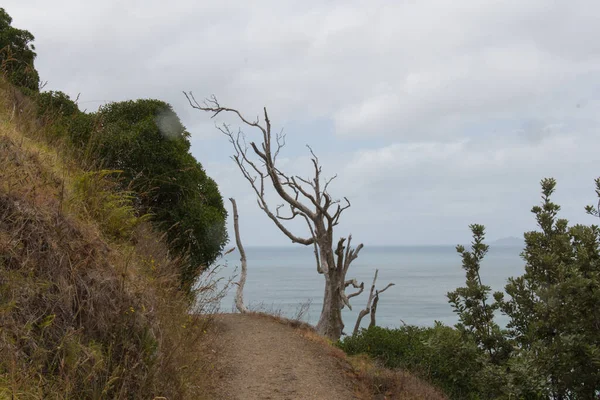 Vista Sendero Árbol Seco Fondo Pista Senderismo Mangawhai Cliffs Nueva — Foto de Stock