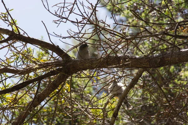 Vista Due Uccelli Appollaiati Tra Rami Degli Alberi Nuova Zelanda — Foto Stock