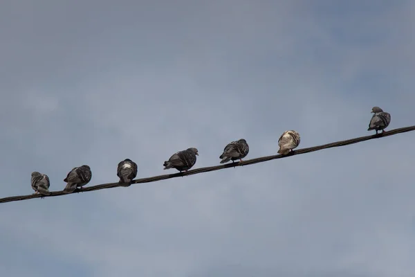 View Pigeons Perching Power Line Sky Background Auckland New Zealand — Stock Photo, Image