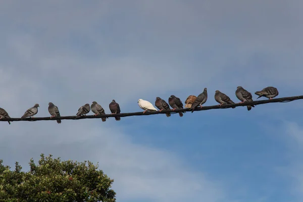 Pohled Holuby Sedící Elektrickém Vedení Oblohou Pozadí Auckland Nový Zéland — Stock fotografie