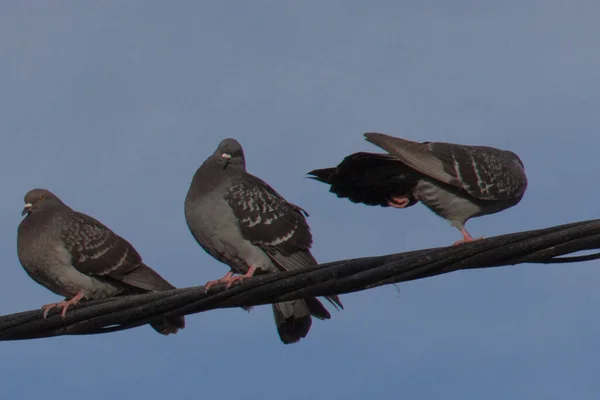 View Pigeons Perching Power Line Sky Background Auckland New Zealand — Stock Photo, Image