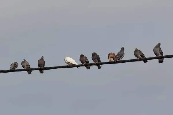 新西兰奥克兰 鸽子栖息在电力线路上 天空为背景的景象 — 图库照片