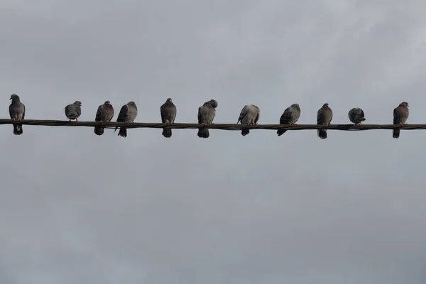 Arka Planda Gökyüzü Auckland Yeni Zelanda Güç Hattına Tünemiş Güvercinlerin — Stok fotoğraf